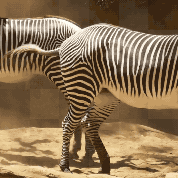 Zebra No GIF by Los Angeles Zoo and Botanical Gardens