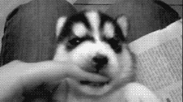 puppy finger GIF