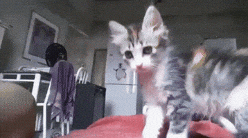 Cat GIF