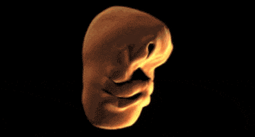 Fetus GIF by MOODMAN