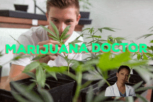 Marijuana Doctor GIF