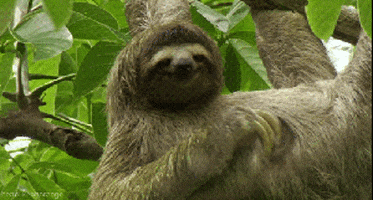 sloth looking GIF