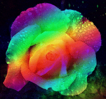 Pride Roses GIF