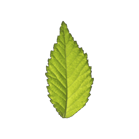 Refreshing Green Leaf Sticker by elicoelhoshop