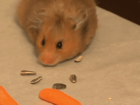 giphy.gif?cid=4bf119fc5cd9ef31456c324e598731d8&rid=giphy.gif