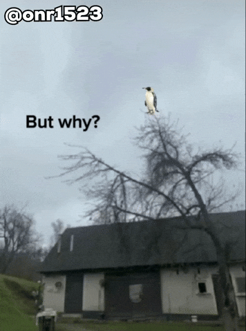 Penguin Mountains GIF