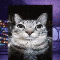 Cat Meme GIF