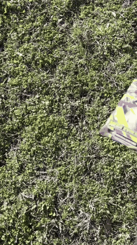 Trading Cards Pokemon GIF