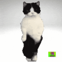 Dance Cat GIF by kngl media