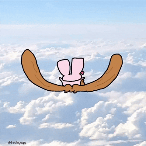 Bunny Wtf GIF