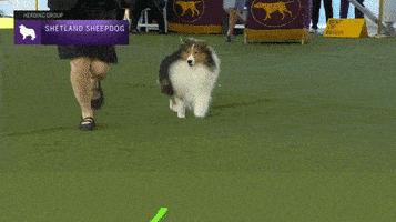 Happy Westminster Dog Show GIF by Westminster Kennel Club