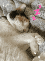 Tired Cat GIF