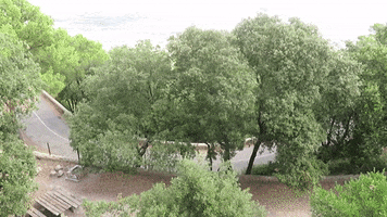 Lektora Verlag GIF