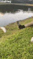 200.gif?cid=fc005b0881c54f2baa6a82b723c3e5de313e074cf96c26c2&rid=200.gif&ct=g