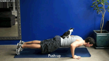 cats support GIF