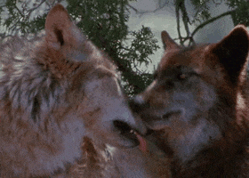 wolf kiss GIF