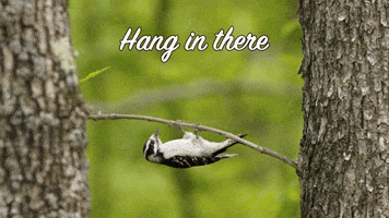 Hang In There Woodpecker GIF by U.S. Fish and Wildlife Service