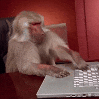 Monkey Office GIFs - Get the best GIF on GIPHY