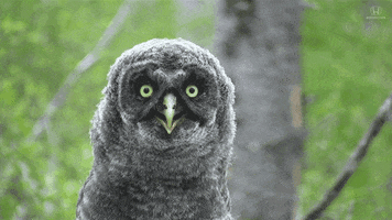 Owl Superbowl GIF by Honda