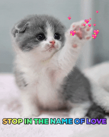 Kitty In Love Gifs Get The Best Gif On Giphy