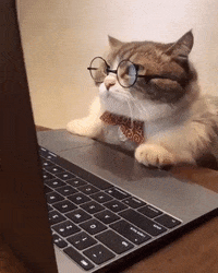 Computer Cat GIFs - Find & Share on GIPHY