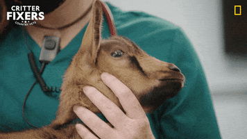 National Geographic Love GIF by Nat Geo Wild