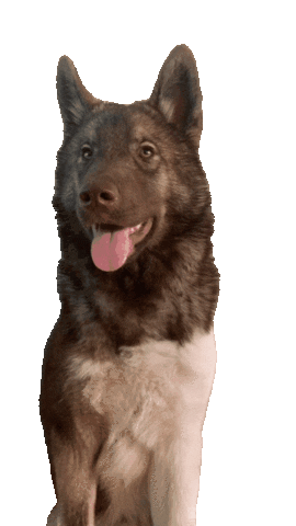 Sniffdog Sticker