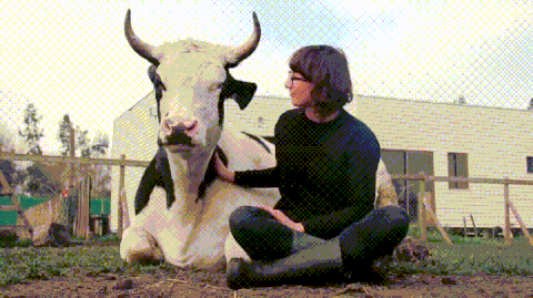 cow