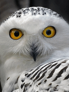 Snowy Owl GIFs - Find & Share on GIPHY