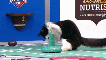 Football Cats GIF by Hallmark Channel