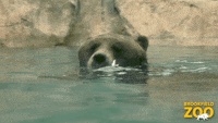 200w.gif