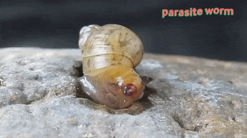 Worm GIF
