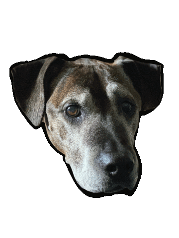 Good Girl Sticker by Boss K9