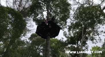Habitatpenang GIF