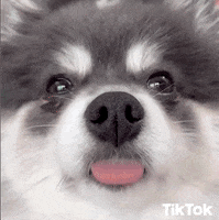 Dog GIF by TikTok