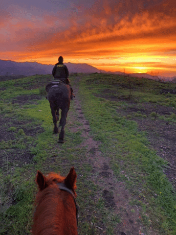 Horse Sunset GIF by VCDSA911