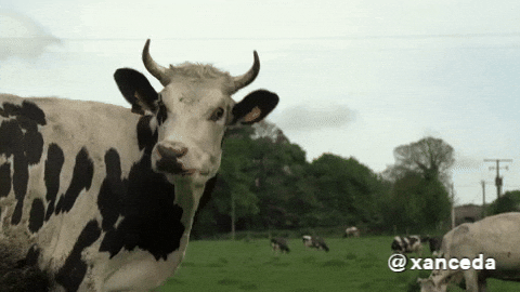 Cow Si GIF by xanceda - Find & Share on GIPHY
