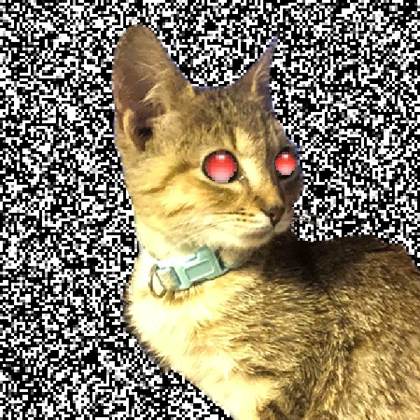 Cat glitch GIFs , Get the best GIF on GIPHY