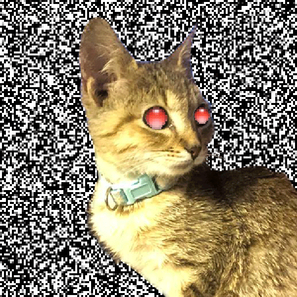 codyengland cat glitch retro aesthetic GIF
