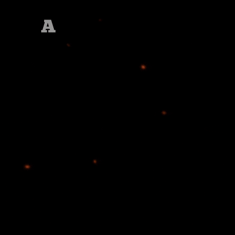 CantaGallo GIF