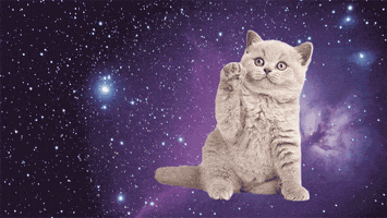 johnbeckers cat space pizza cats GIF