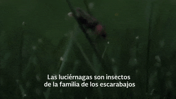 Firefly Santuario Tlaxcala GIF