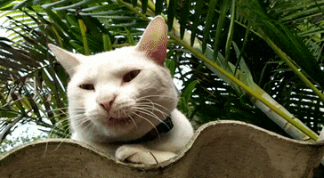 Cat GIF