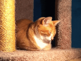 Video gif. A cat is laying down in its playpen and is falling asleep. It scooches its body tighter and decides to lay its face flat on carpet, looking straight down.