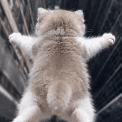 Dance Cat GIF