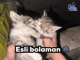 Pshak GIF