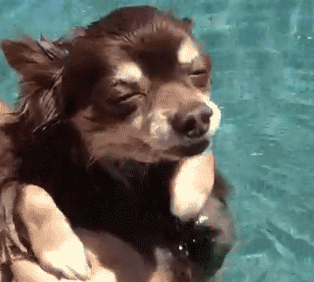 Dog Dude GIF - Find & Share on GIPHY