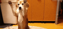 100.gif