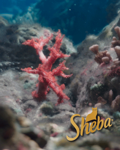 Fish Coral GIF by Sheba Official