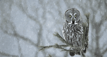 great grey owl bird GIF by Head Like an Orange